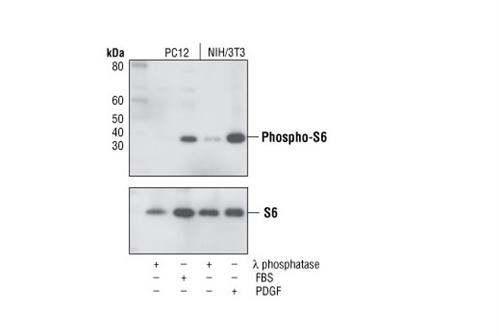 4858L | Phospho-S6 Ribosomal Protein (Ser235/236) (D57.2.2E) XP ® Rabbit mAb