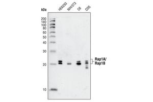 4938S | Rap1A/Rap1B Antibody