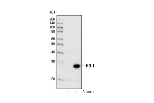5061S | HO-1 (P249) Antibody