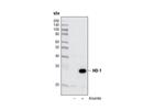 5061S | HO-1 (P249) Antibody