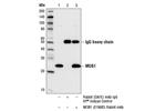 50960S | PhosphoPlus ® MOB1A/MOB1B (Thr12) Antibody Duet