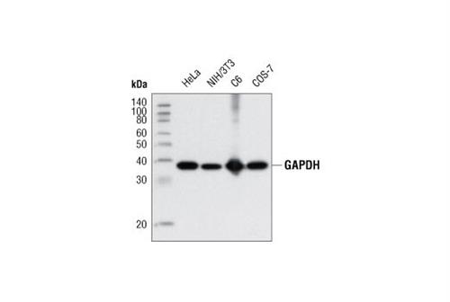 5174S | GAPDH (D16H11) XP ® Rabbit mAb