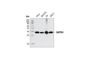 5174S | GAPDH (D16H11) XP ® Rabbit mAb