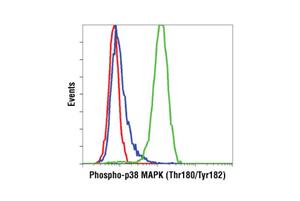 8203S | PhosphoPlus ® p38 MAPK (Thr180/Tyr182) Antibody Duet