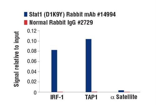 8217S | PhosphoPlus ® Stat1 (Tyr701) Antibody Duet