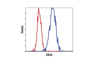8655T | Wnt/beta-Catenin Activated Targets Antibody Sampler Kit