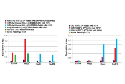 9004S | SimpleChIP ® Plus Enzymatic Chromatin IP Kit (Agarose Beads)
