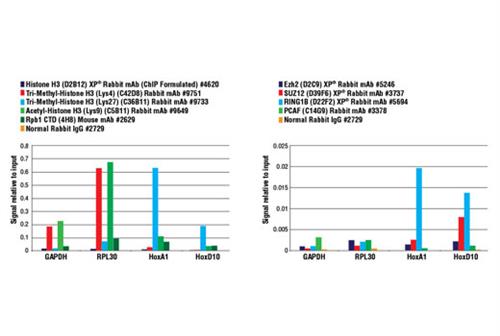 9005S | SimpleChIP ® Plus Enzymatic Chromatin IP Kit (Magnetic Beads)