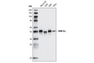 9369T | GSK-3 Antibody Sampler Kit