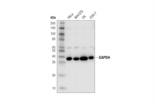97166S | GAPDH (D4C6R) Mouse mAb