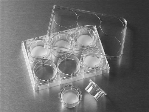 3414 | 24 mm Transwell® with 3.0 µm Pore Polycarbonate Membrane Insert, Sterile