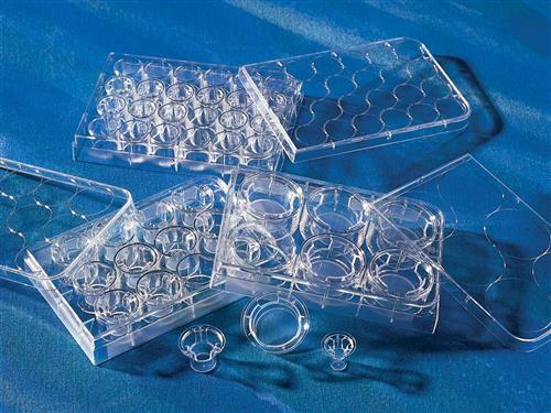 3460 | 12 mm Transwell® with 0.4 µm Pore Polyester Membrane Insert, Sterile