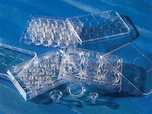 3460 | 12 mm Transwell® with 0.4 µm Pore Polyester Membrane Insert, Sterile