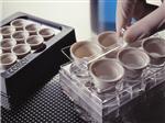 3521 | Netwell™ 6-well Carrier Kit for 24 mm Inserts, Nonsterile