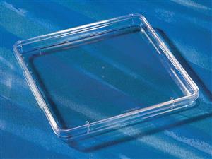 431111 | Corning® 245 mm Square BioAssay Dish with Handles, not TC-treated Culture