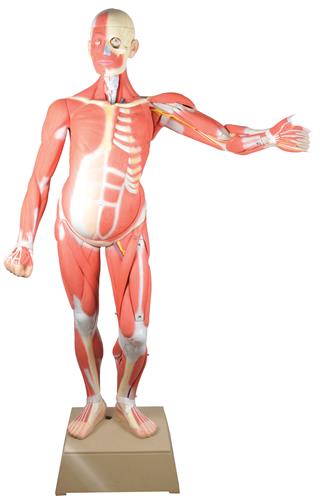 AM0001MT | Muscular Human Anatomy Model; Life Size; Gendered Male; "Leonard" (36 Parts) -- 66.5" Model Height, 36 Removeable Parts, Incredibly Detailed