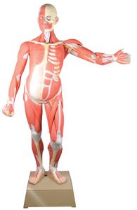 AM0001MT | Muscular Human Anatomy Model; Life Size; Gendered Male; "Leonard" (36 Parts) -- 66.5" Model Height, 36 Removeable Parts, Incredibly Detailed