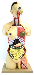 AM0001 | Eisco Labs 35" Dual Sex Premium Life size Human Torso, 24 Parts, Highly Detailed Anatomical Model - With Open Back