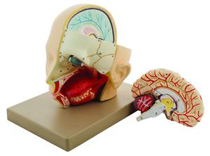 AM0023B | Human Head with Brain Model - Premium Life Size 3D Model - Hand Painted with Base and Key Card - Eisco Labs