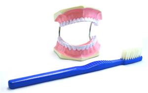 AM0050B | Eisco Labs Giant Dental Care Model, Teeth and Gums with Giant Tooth Brush, 3 Times Life Size