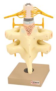 AM0102B | Spinal Cord & Nerves Model - Life Size - Hand Painted - Designed by Medical Professionals - Eisco Labs