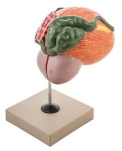 AM0113 | Eisco Labs Human Urinary Bladder with Prostate Anatomical Model, 2 Parts, 3 Times Life Size, Approx. 8"x8"x6"