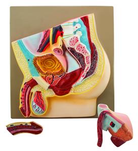 AM0119A | Male Pelvis Section Model - Life Size, 3 Parts - Hand Painted - Designed by Medical Professionals - Eisco Labs