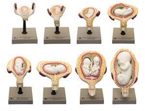 AM0123 | Human Embryo/Fetus Development in Utero, Set of 8 Models - Removable Parts for Exploration of the Gestational Period - Eisco Labs