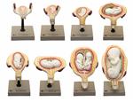 AM0123 | Human Embryo/Fetus Development in Utero, Set of 8 Models - Removable Parts for Exploration of the Gestational Period - Eisco Labs