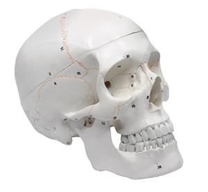 AM0124AS | Human Adult Skull Anatomical Model, 3 Part - Life Size - Numbered with Key Card - Medical Quality, 9 Inches - Removable Skull Cap - Eisco Labs