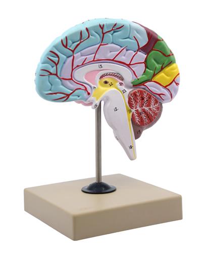 AM0216 | Human Half Brain Model - Life Size, Cross Section - Color Coded & Numbered with Key Card - Includes Mount - Eisco Labs