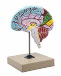 AM0216 | Human Half Brain Model - Life Size, Cross Section - Color Coded & Numbered with Key Card - Includes Mount - Eisco Labs