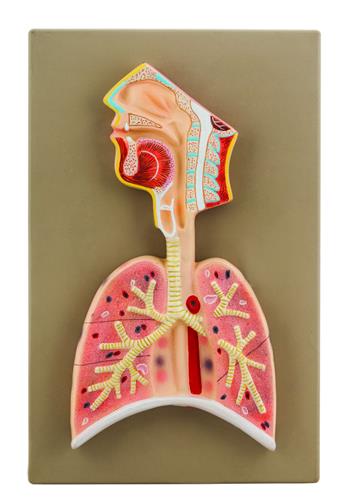AM0278 | Eisco Labs Human Respiratory System Model, Half Live Size, Longitudinal Section of Head, Throat and Lungs