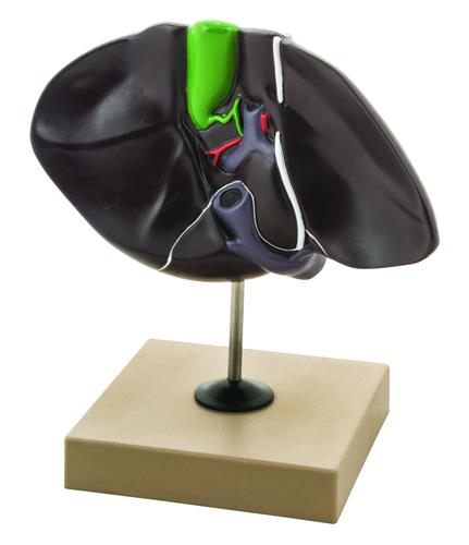 AM0298 | Eisco Labs Human Liver Model, Half Life Size, With Gall Bladder, 3 Dimensional, 7 x 5 Inches