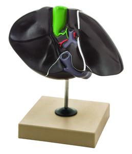 AM0298 | Eisco Labs Human Liver Model, Half Life Size, With Gall Bladder, 3 Dimensional, 7 x 5 Inches