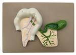 AM0330 | Human Pancreatic Duct Model, Three Dimensional, with Hand Painted Details - Mounted on Base, 10" x 7" - Eisco Labs