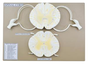 AM16056 | Spinal Cord Model, 17 Inch - Mounted - 10x Enlarged - Includes Nerve Branches - With English Key Card - Eisco Labs