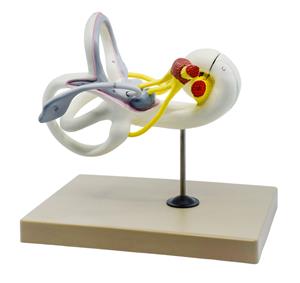 AM220AS | Inner Ear Model, Bony & Membranous Labyrinth - Enlarged 16X Life Size - Sectioned Cochlea - Designed by Medical Professionals & Hand Painted - Eisco Labs