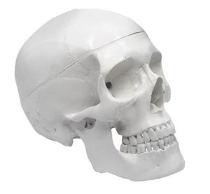 AMCH1004AS | Human Adult Skull Model, 3 Part - Medical Quality Anatomical Replica - 9" Height - Removable Skull Cap, Shows Most Major Foramen, Fossa, and Canals - Articulated Mandible - Eisco Labs