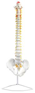 AMCH1007AS | Human Spine Anatomical Model, Flexible - Medical Quality, Life Sized - 31.5" Height - Includes Complete Pelvis & Hanging Mount - Eisco Labs