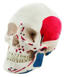 AMCH1010AS | Human Adult Skull Model with Painted Muscle Details, 3 Part - Life Size Anatomical Replica - Numbered with Key Card - Medical Quality, 9 Inches - Removable Skull Cap - Eisco Labs
