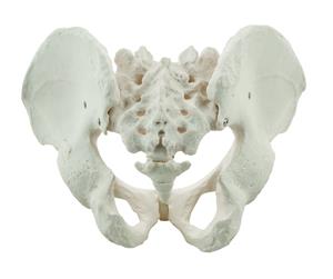 AMCH1011AS | Male Pelvis Model, Human - Life Size, 3D Rendering for Anatomical Study - Medical Quality - Eisco Labs