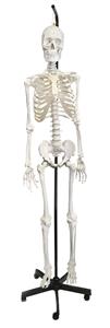 AMCH1013AS | Human Skeleton Anatomical Model with Hanging Stand, Medical Quality, Life Sized (62" Model Height) - Moveable Joints, Magnetic Skull Connections