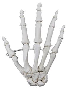 AMCH1020AS | Hand Model, Right - Articulated - Anatomically Accurate Human Hand Bone Replica - Natural Size, Natural Color - Eisco Labs