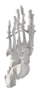 AMCH1023AS | Foot Model, Left - Articulated - Anatomically Accurate Human Foot Bone Replica - Natural Size, Natural Color - Eisco Labs