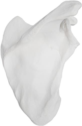 AMCH1038AS | Scapula Bone Model, Right - Anatomically Accurate Human Scapula Bone Replica - Natural Size, Natural Color - Eisco Labs