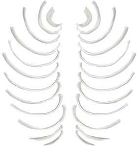 AMCH1042AS | Rib Bones - Disarticulated - 24 Bones, Full Set - Natural Size, Natural Color - Human Rib Bones Right and Left Model - Eisco Labs