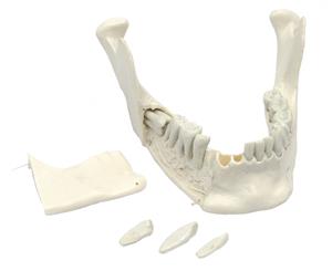 AMCH1046AS | Lower Jaw Model, 16 Extractable Teeth - Anatomically Accurate Human Bone Replica - Natural Size, Natural Color - Eisco Labs