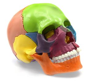 AMCH1047AS | Didactic Miniature Skull Model - Painted Multi-Color - 15 Pieces, Magnetic Mounting - 1/2 Natural Size - Eisco Labs