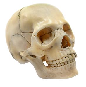 AMCH1048AS | Didactic Miniature Skull Model - Painted, Natural Color - 15 Pieces, Magnetic Mounting - 1/2 Natural Size - Eisco Labs